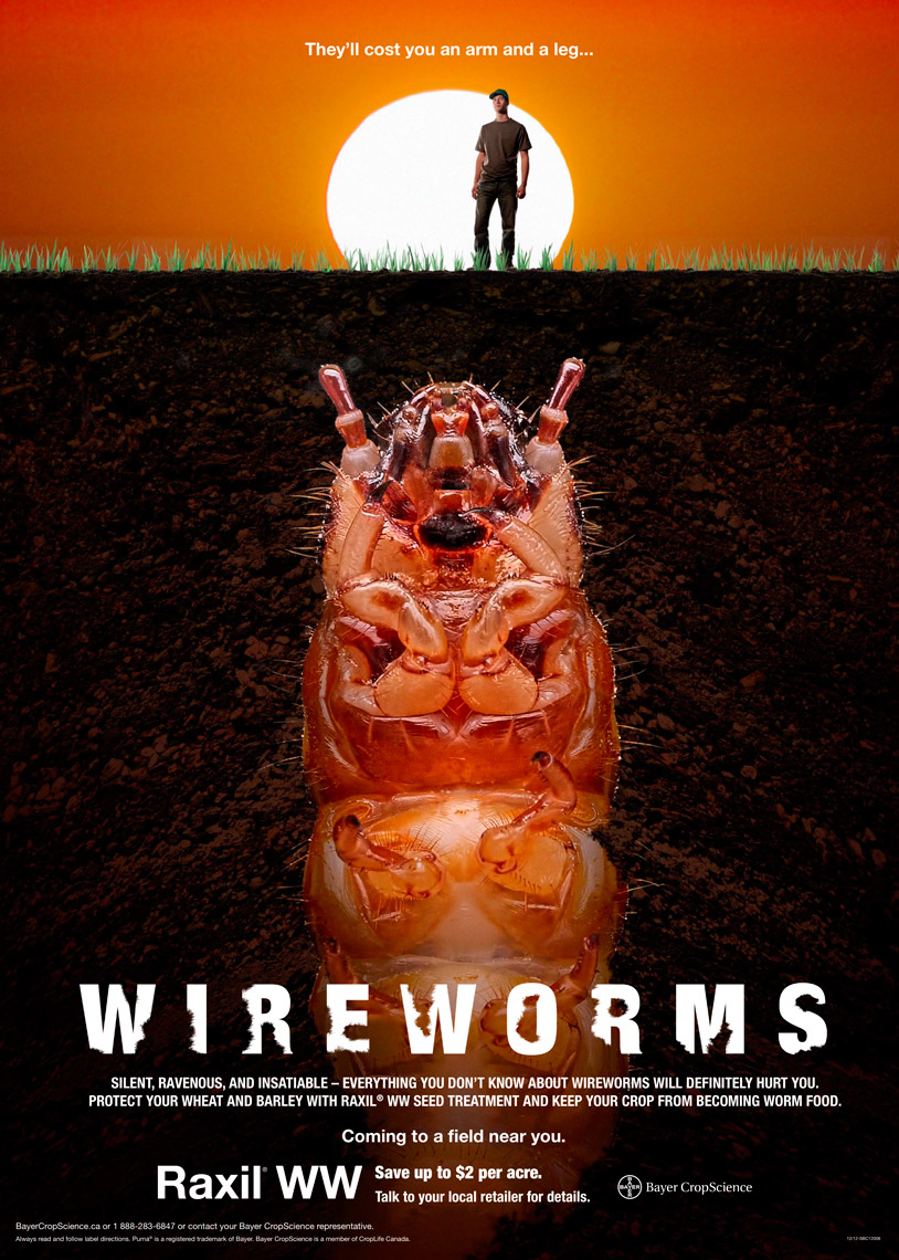 Wireworms 